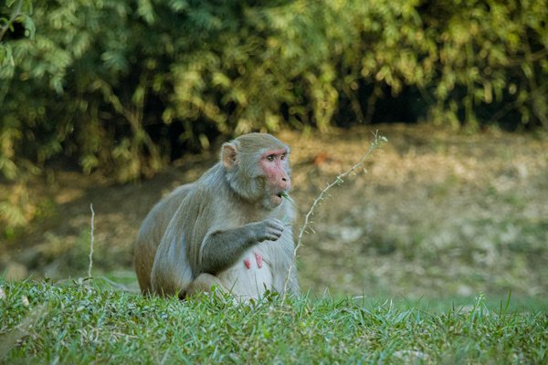 Jackpot Bob Casino : Analyse Complète et Avis Expert